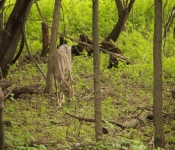 FortSnelling 2014 05 24 007